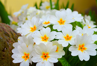 Blooming Beauty